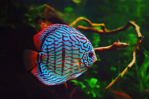 Snakeskin Discus